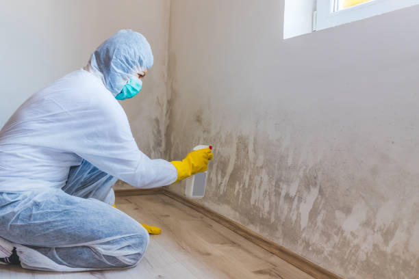 Biohazard Mold Removal in Meridian, PA