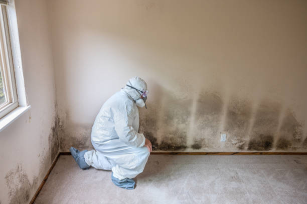 Best Basement Mold Removal  in Meridian, PA